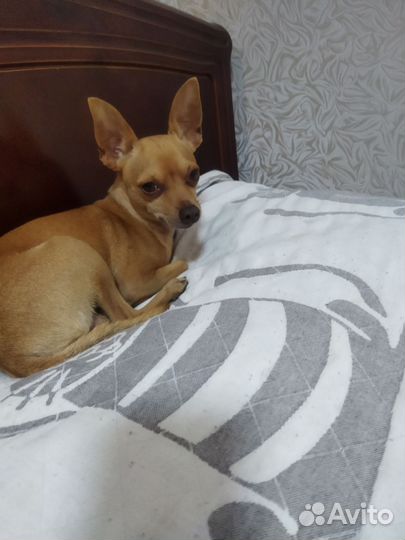 Мини той-терьер вязка