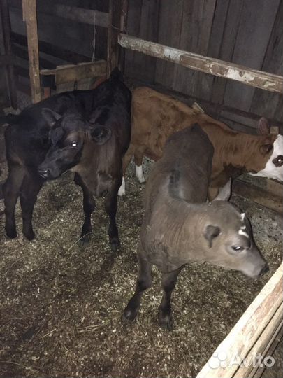 Телята подсосные