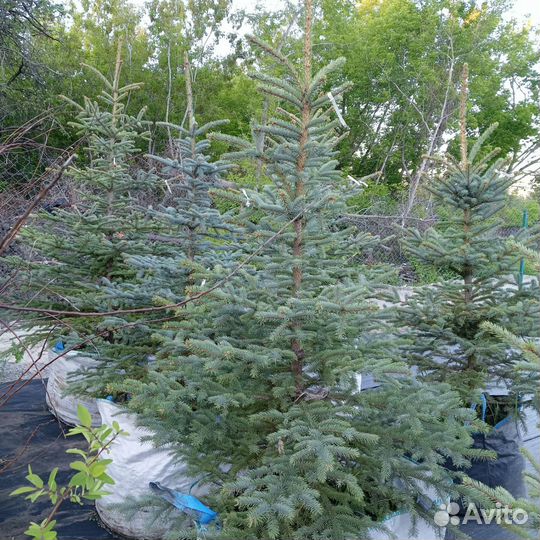 Туи, можжевельники, ели