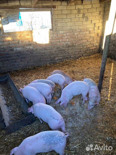 Поросята
