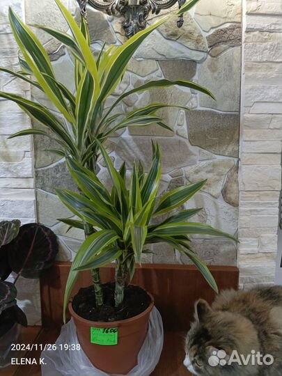 Орхидеи калатеи и другие растения