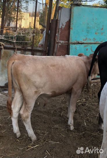 Корова телята