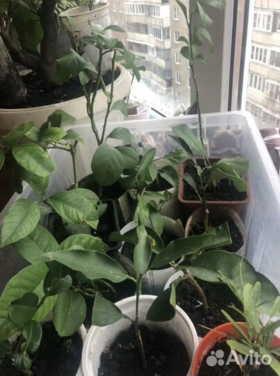 Цитрусовые плодоносящие деревья, в домашних услови