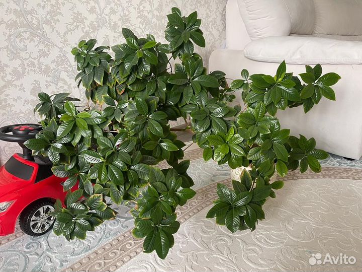 Гардения жасминовидная