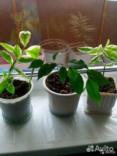 Продам цветы