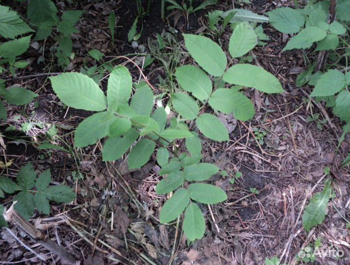 Саженцы: орех, лещина, яблоня, рябина и экзоты