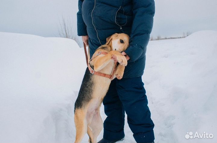 Собака в добрые руки