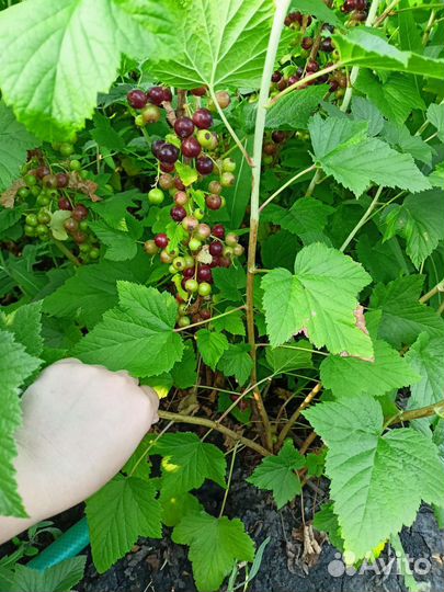 Саженцы черной смородины