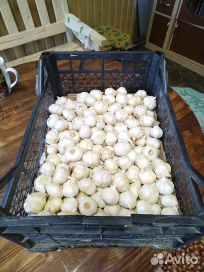 Чеснок летний