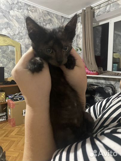 Котенок мальчик черный