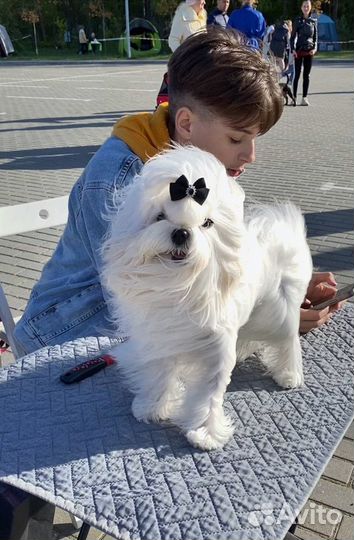 Мальтезе вязка