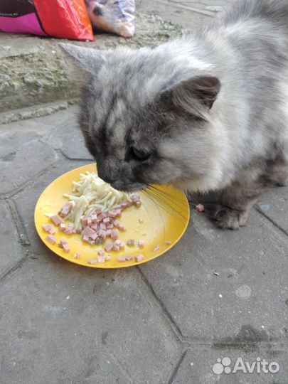 Персидский кот