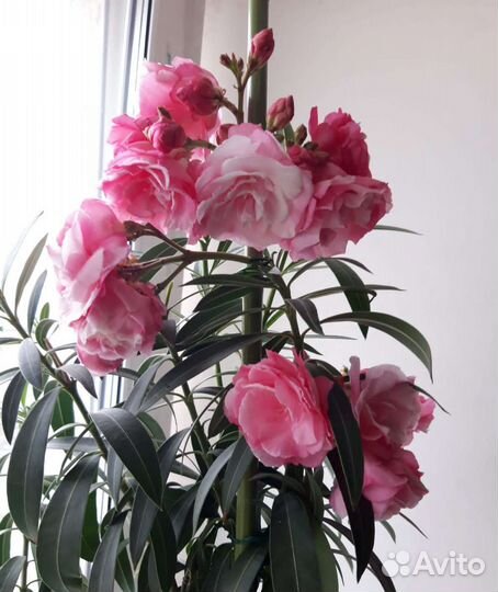 Олеандр махровый