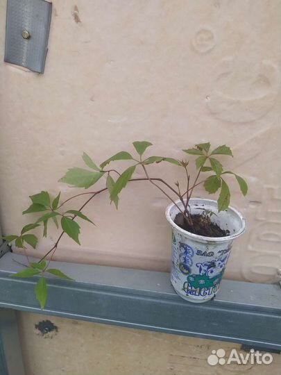 Живая изгородь (карагач), барбарис, дикий виноград