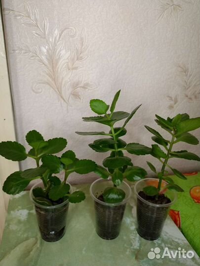 Комнатные растения