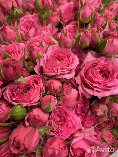 Розы пионовидные