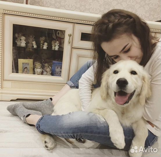 Передержка животных