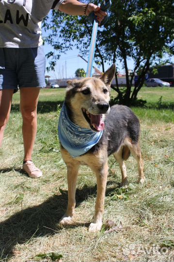 Сэм собака - ласка