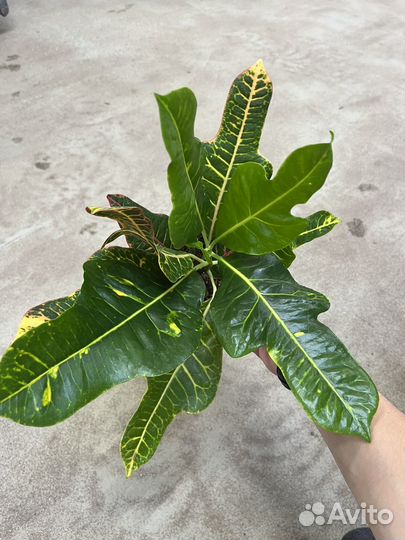 Кодиеум Экселент Кротон