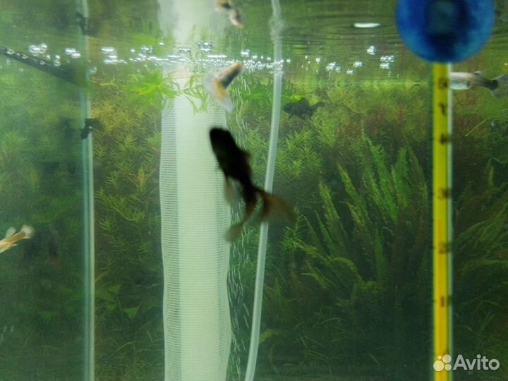 Аквариумные рыбки