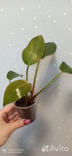 Редкие филодендроны