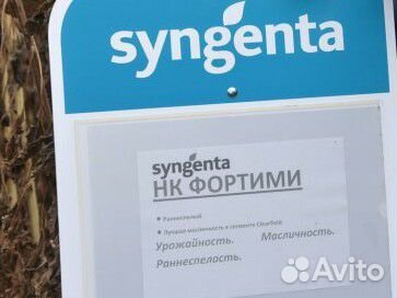 Семена подсолнечника syngenta NK fortimi Евролайти