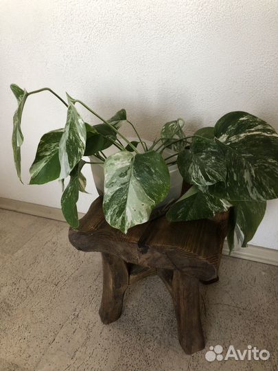 Монстера alba