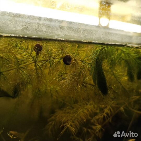 Аквариумные рыбы