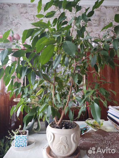 Фикус бенджамина большой
