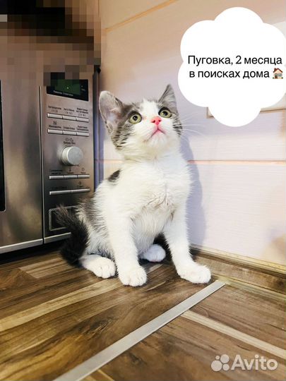 Котенок девочка 2 месяца в добрые руки