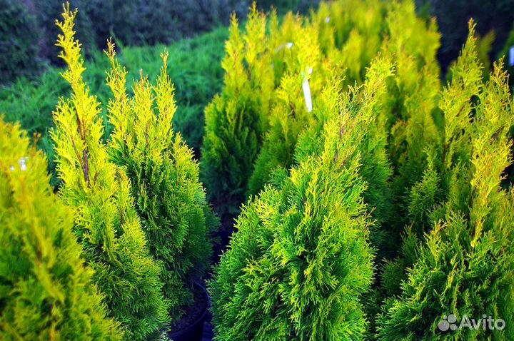 Туя брабант