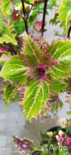 Колеусы вегетативные