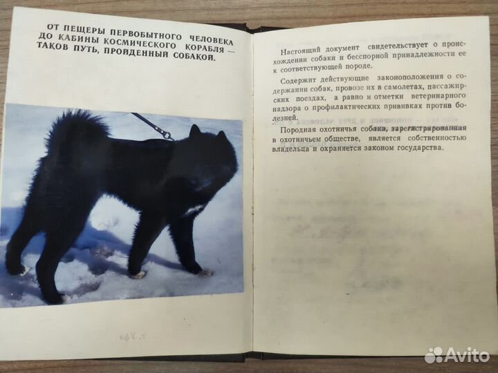 Русско европейская лайка