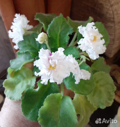 Фиалка сортовая Лариса и Ваша Светлость