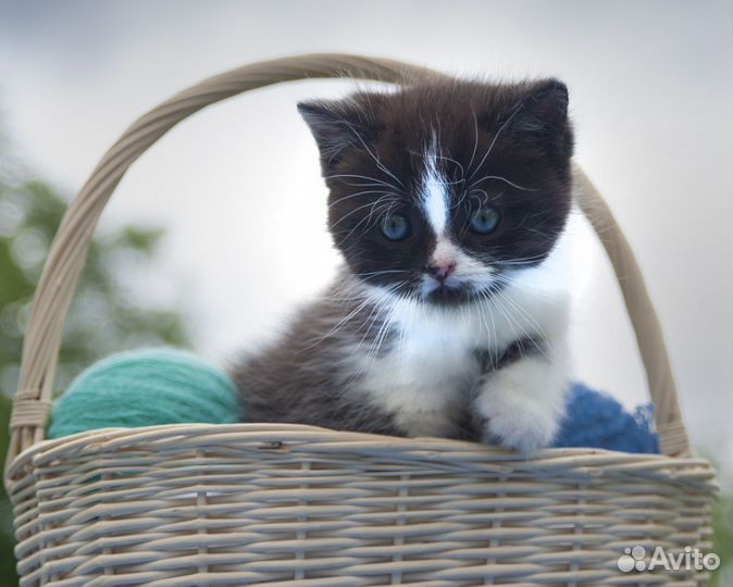 Шотландские котята