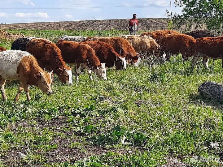 Телята мясной породы бычки