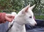 Белоснежная девочка щенок ищет дом бесплатно