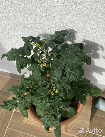 Томат каменный цветок