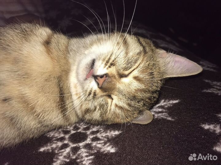 В добрые руки