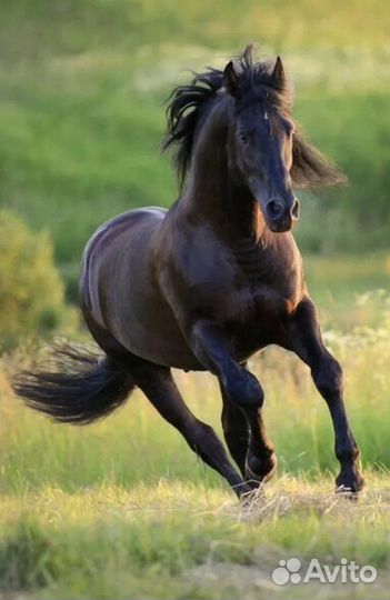 Удобрения навоз