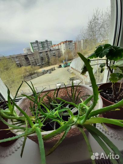 Алоэ древовидный (лечебный )