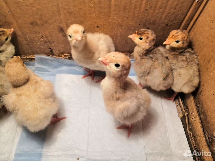 Индюшата широкогрудые домашние