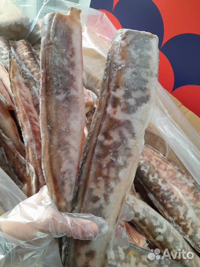 Конгрио (креветочная рыба)