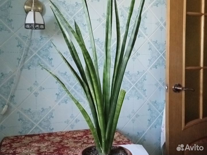 Сансевиерия