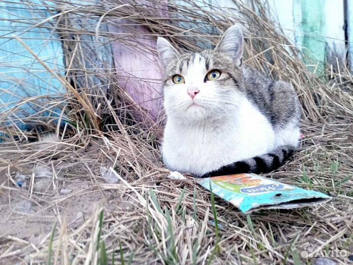 Кот в добрые руки