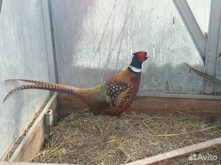 Фазан серебряный, фазан охотничий