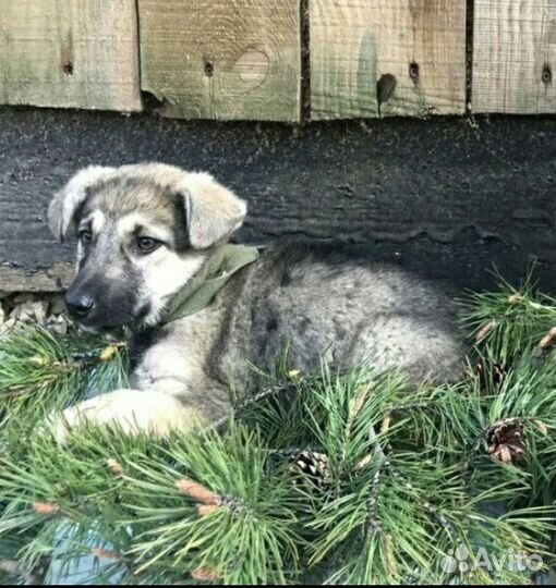 Девочка щенок подросток