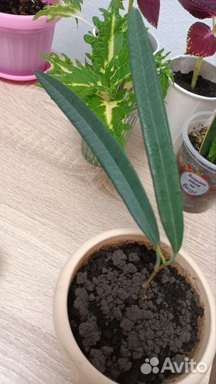 Домашние комнатные цветы