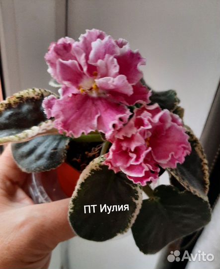 Фиалки коллекционные