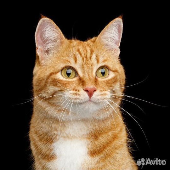 Коты бесплатно